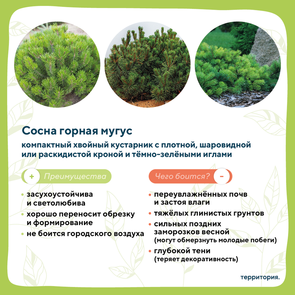 атлас растений 3_4 (1).png