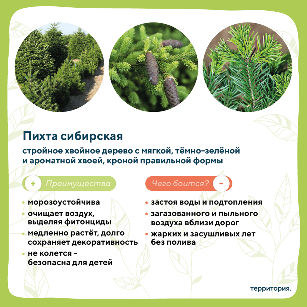 атлас растений 3_3 (1).png