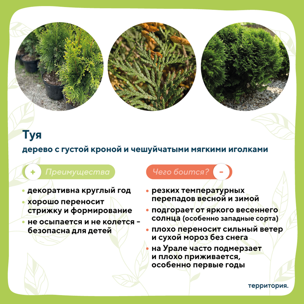 атлас растений 3_5 (1).png