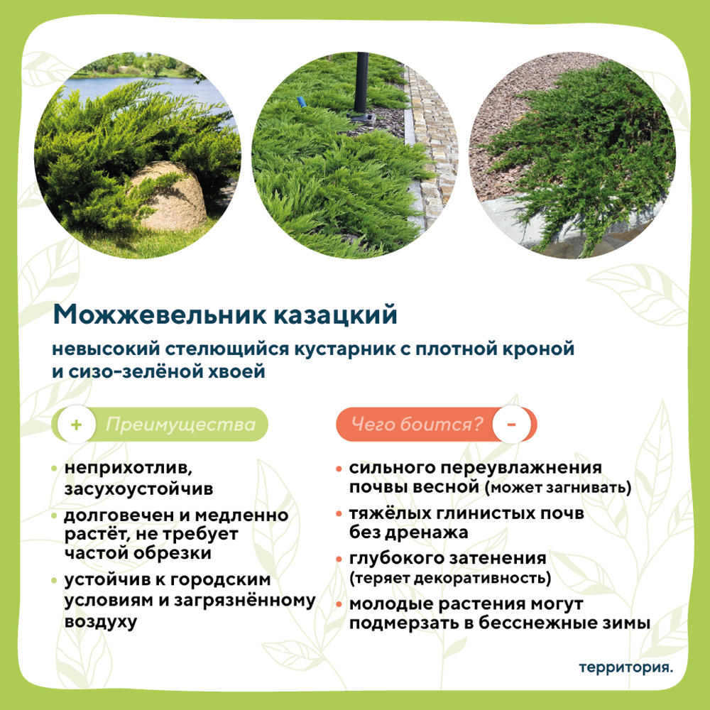 атлас растений 3_2 (1).png