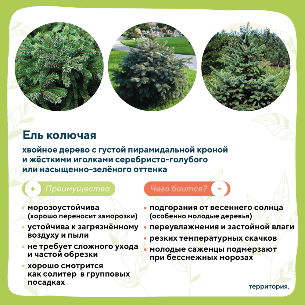 атлас растений 2_2 (2).png